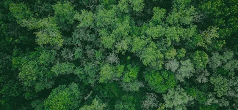 Une forêt vue du ciel